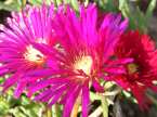 lampranthus coastal plant rosslare